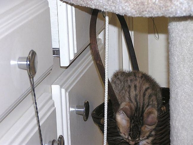 Lancelot and the basket